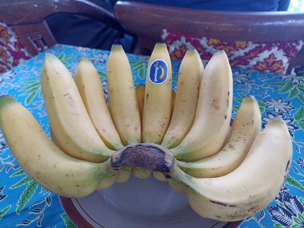 gedangmu, pisang cavendish mpm sragen jatam