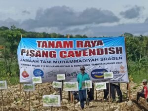tanam raya pisang cavendish mpm sragen jatam